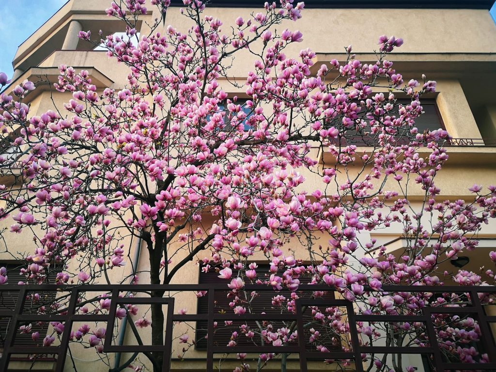 Magnolia de pe Str. Polonă, colț cu Bd. Dacia/ foto: Harta Magnoliilor