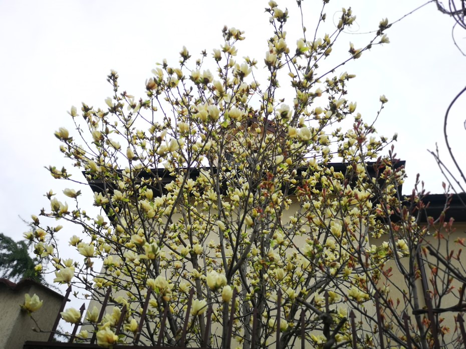 Magnolie galbenă, Str. Banu Scarlat/ foto: Harta Magnoliilor