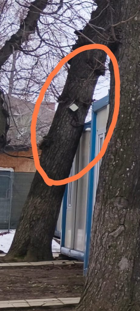 Copacul care se sprijină în prezent pe unul dintre containere, februarie 2026/ foto: Cultura la dubă